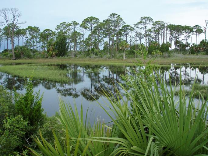 Florida Wetlands